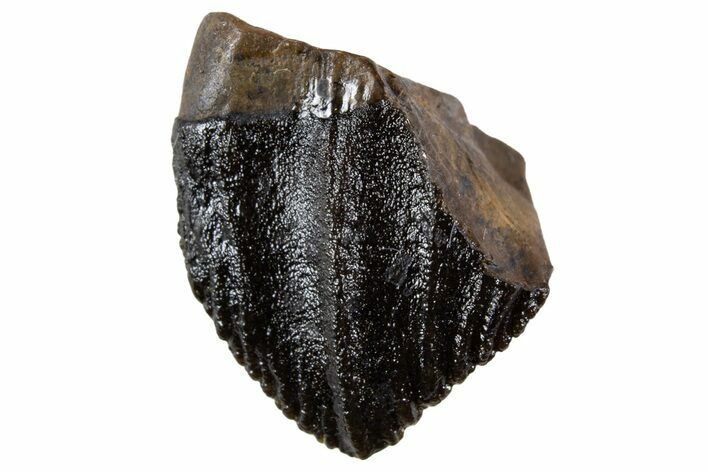 Unworn Fossil Dinosaur (Triceratops) Tooth Crown - Montana #341143